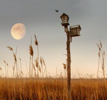 Birdhouses / *****