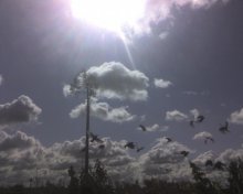 Flight dush / ***