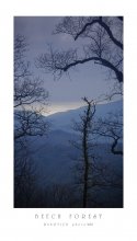 ~ BEECH FOREST ~ / ***