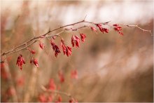 Echoes of Autumn. / *****
