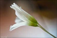 Apfelwickler / ***