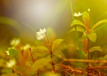 The light ... / ***