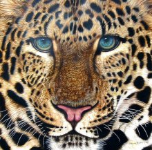 Tiger / ***