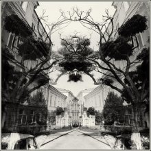 Alter Baum / ***