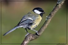 Titmouse / ***