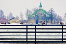Bird on its perch / ***