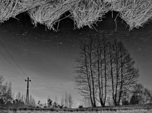 of trees, wires and grass clouds / .....................
