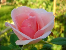 Beautiful roses. / ***