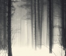 Frühlingsmorgen ... / ***