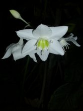 White black / .......