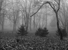 Foggy morning / ***