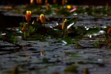 Beauty Water / ******