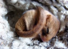 Oreshnikova Siebenschläfer / ***