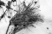 Needles / ***