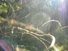 Web. / ***