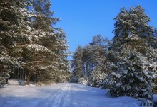 Forest trails / ***