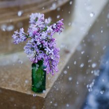 lilac / . . . . .