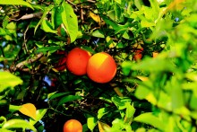 Oranges / ******