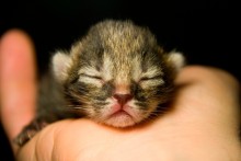 Baby / ***