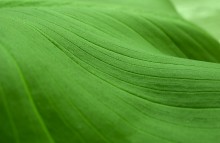 ...green waves... / ***