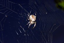 Here is a copy of / ***