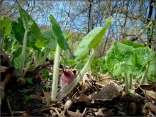 April Pimpernel / ***