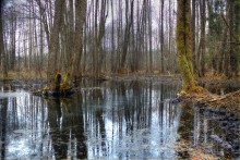 Swamp / ******