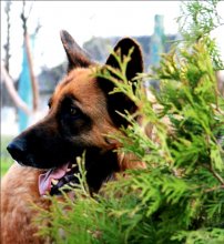 German shepherd / ***