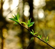 Spring / --------