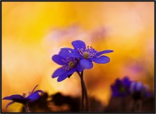A couple of ... / ***