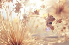 ...caramel... / ***