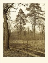 Once again about the oaks and the road ... / ***