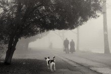 Foggy alley. / ***