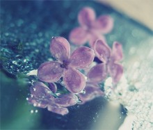 Morning Fresh / ***