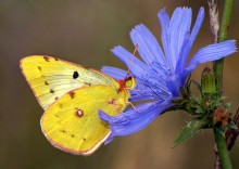 Zheltushka meadow / ***