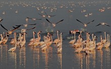 Paint Lake Nakuru! / ***