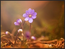 May Day .... / ***