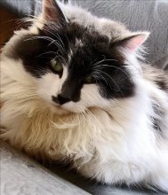 pussycat / ---------------