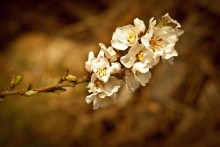 New Life / ***