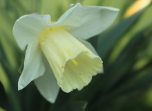 Spring / +++ +++