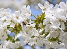 Der Frühling ist gekommen / ***