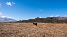 A lone horse! / ***