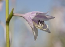 Blume ... / It is my…)