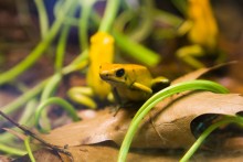 Frog / zoo animal