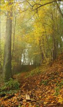 deep forest / ***