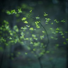 Early foliage / ************