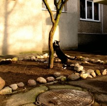 Hunting / ***