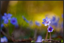 Do not worry, I\'m with you ... / ***