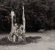 &quot;Lukomorya nicht mehr ...&quot; / ***