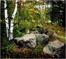 Forest / ***